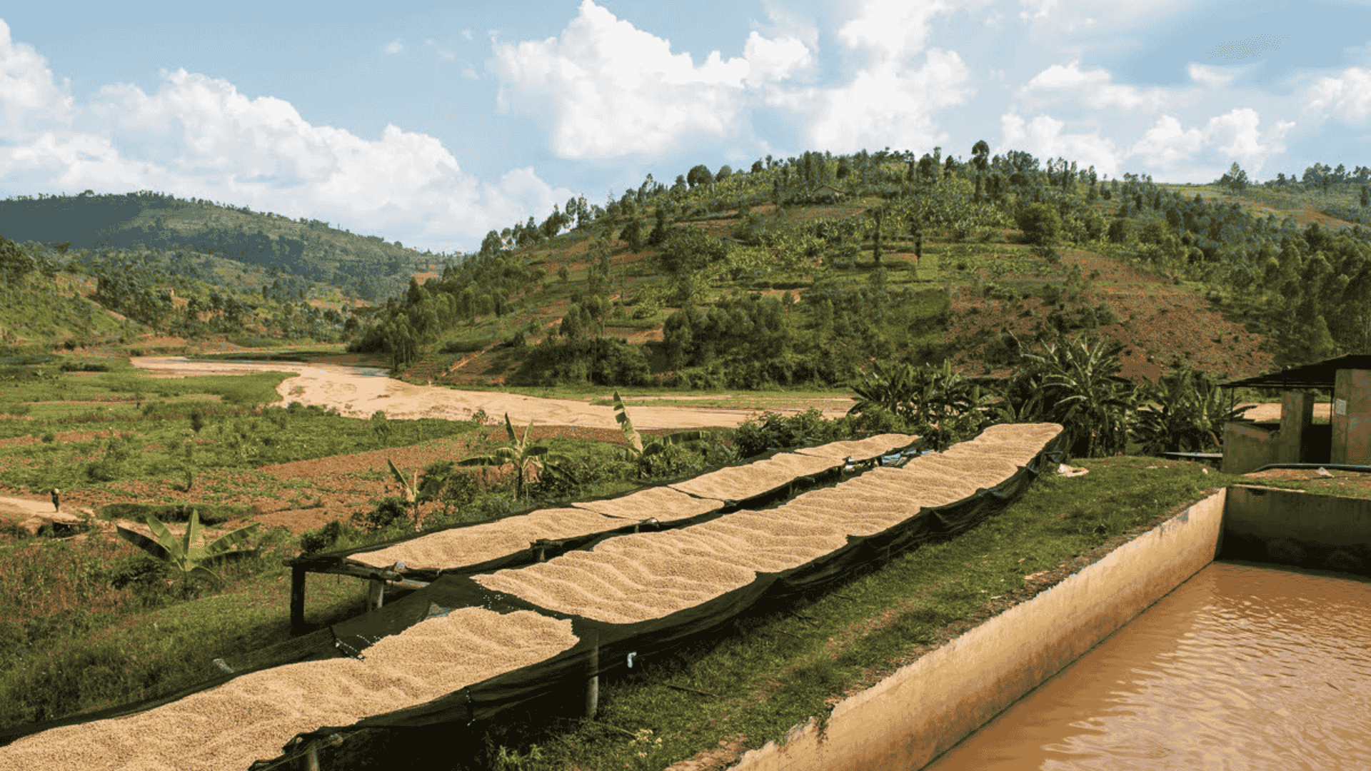 Raised beds with washed coffee beans drying in the sun at Izuba washing station, surrounded by green hills and water channels.