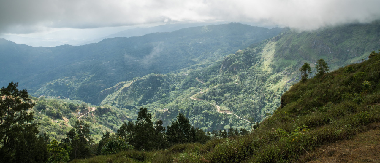 planting the future: the 11 million trees project