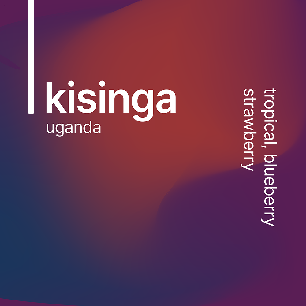 kisinga
