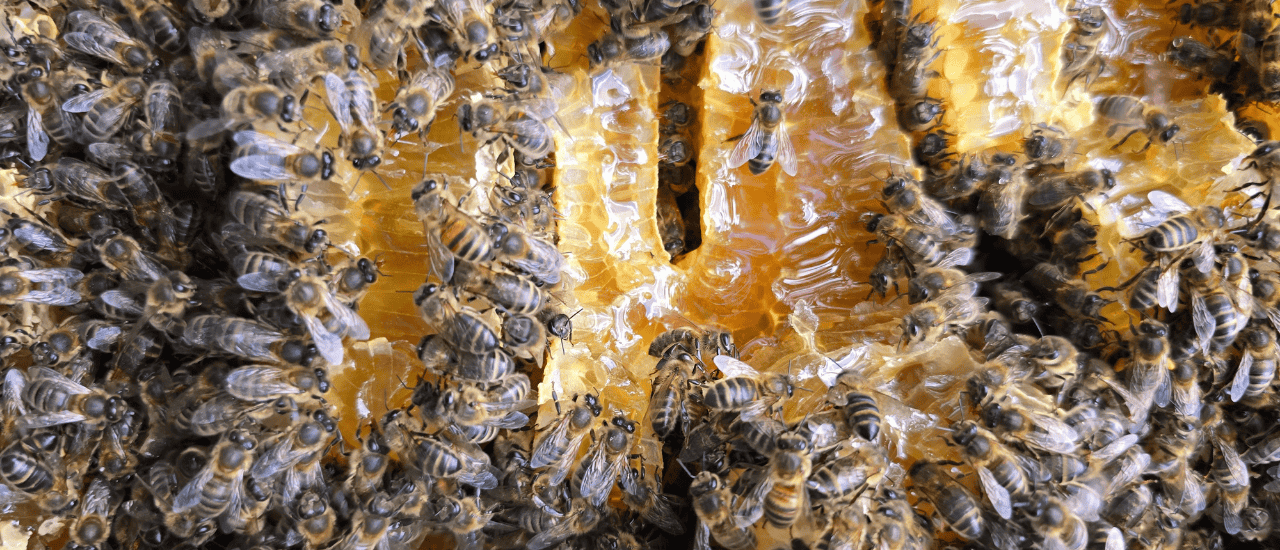 how our hessian sacks are helping bees