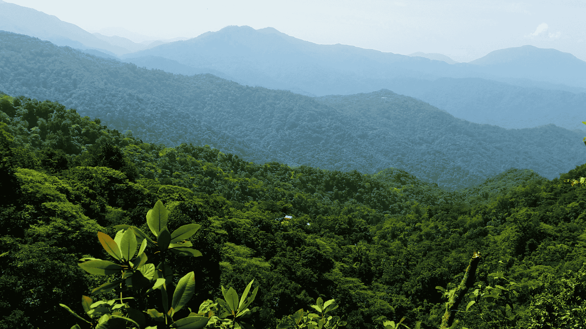 What's So Special About Specialty Coffee?