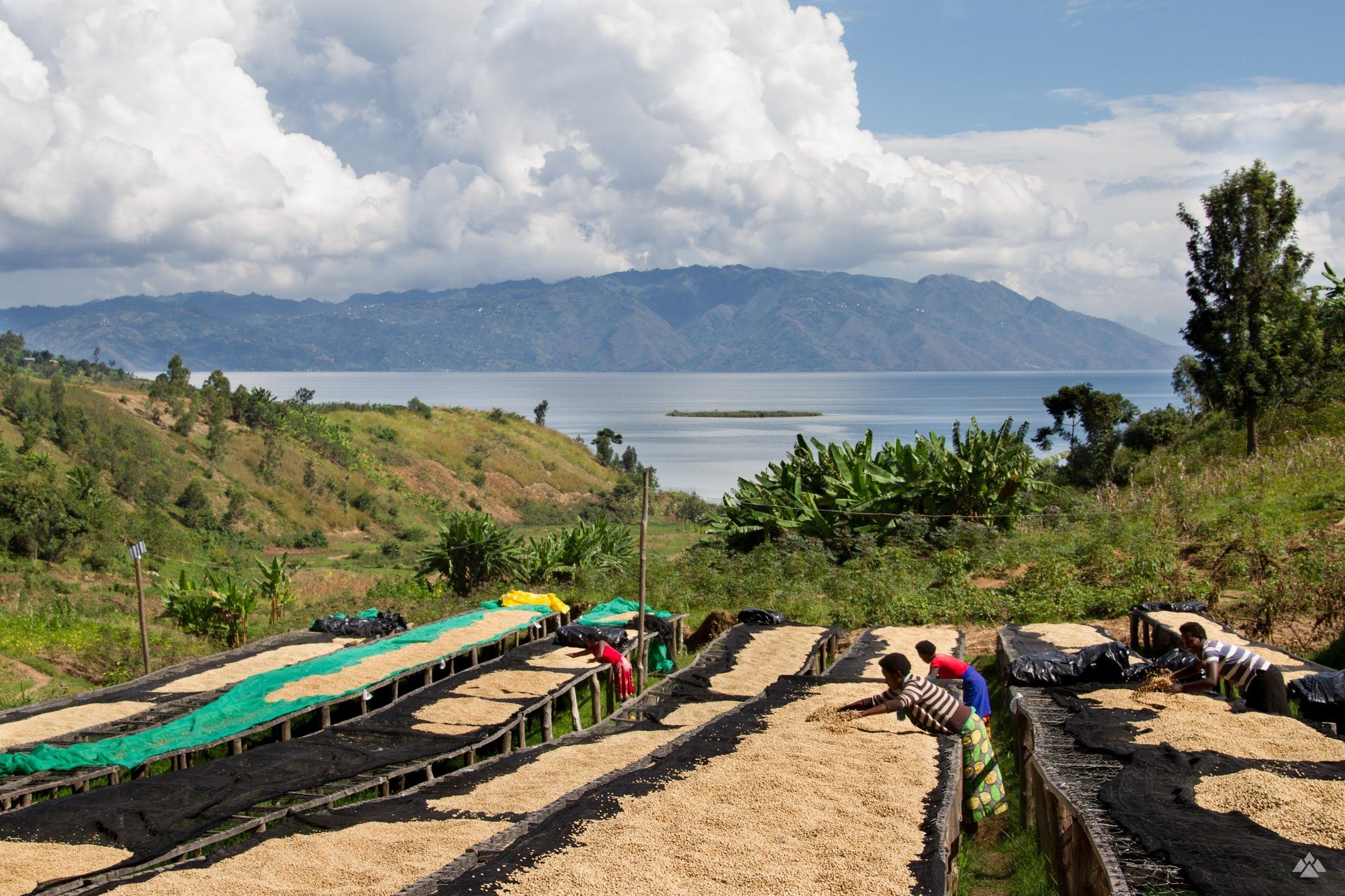 Coffee drying beds with people working on a coffee farm, surrounded by greenery and mountains.