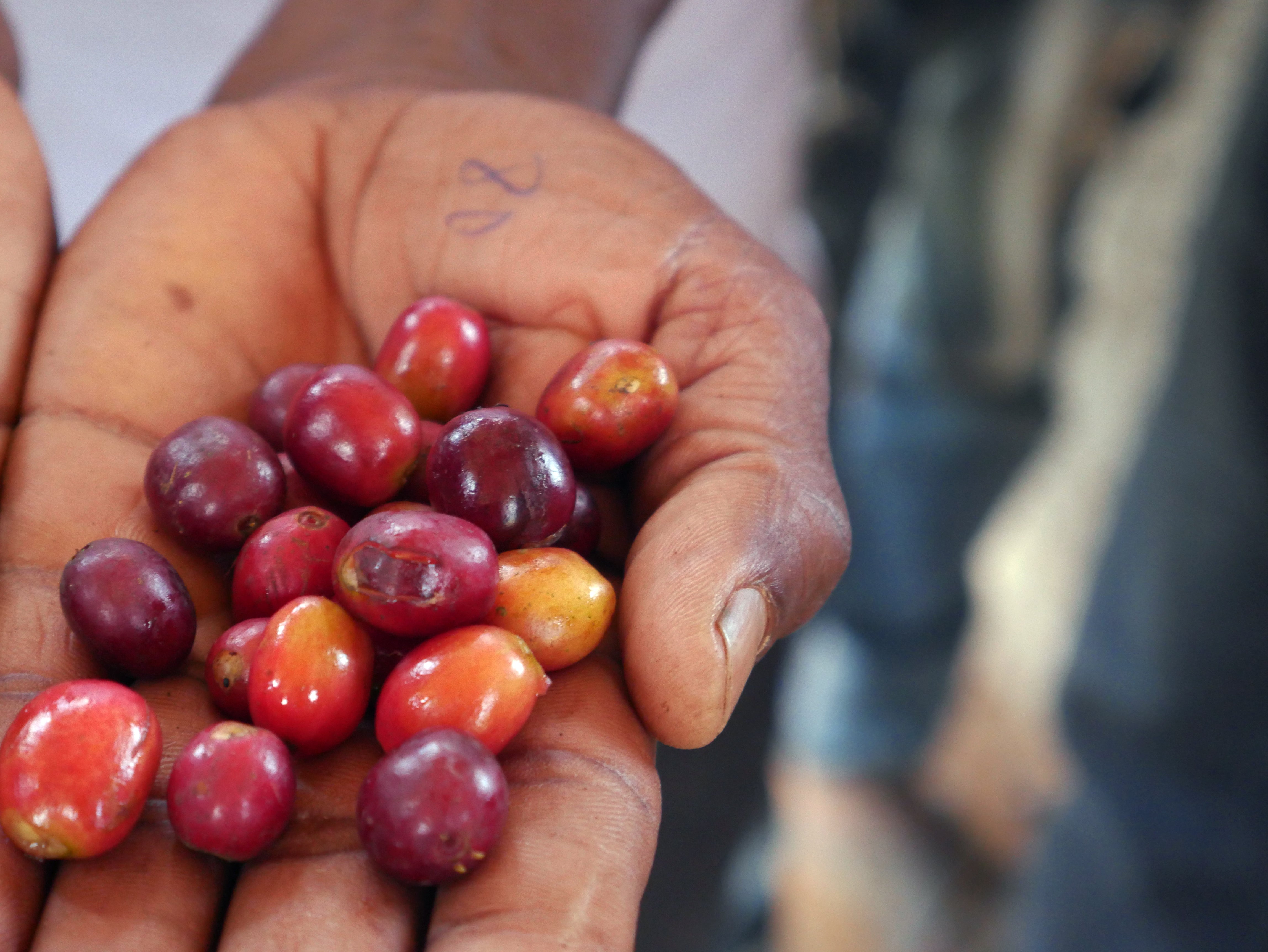 Nana Challa coffee beans